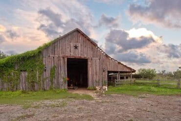 Family Farm Stays in Corpus Christi Texas