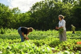 Family Farm Stays in Fairfield California