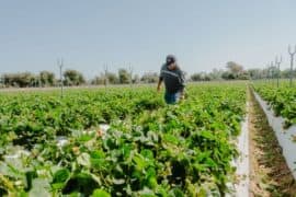 Family Farm Stays in Fresno California