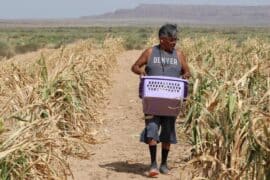 Family Farm Stays in Mesa Arizona