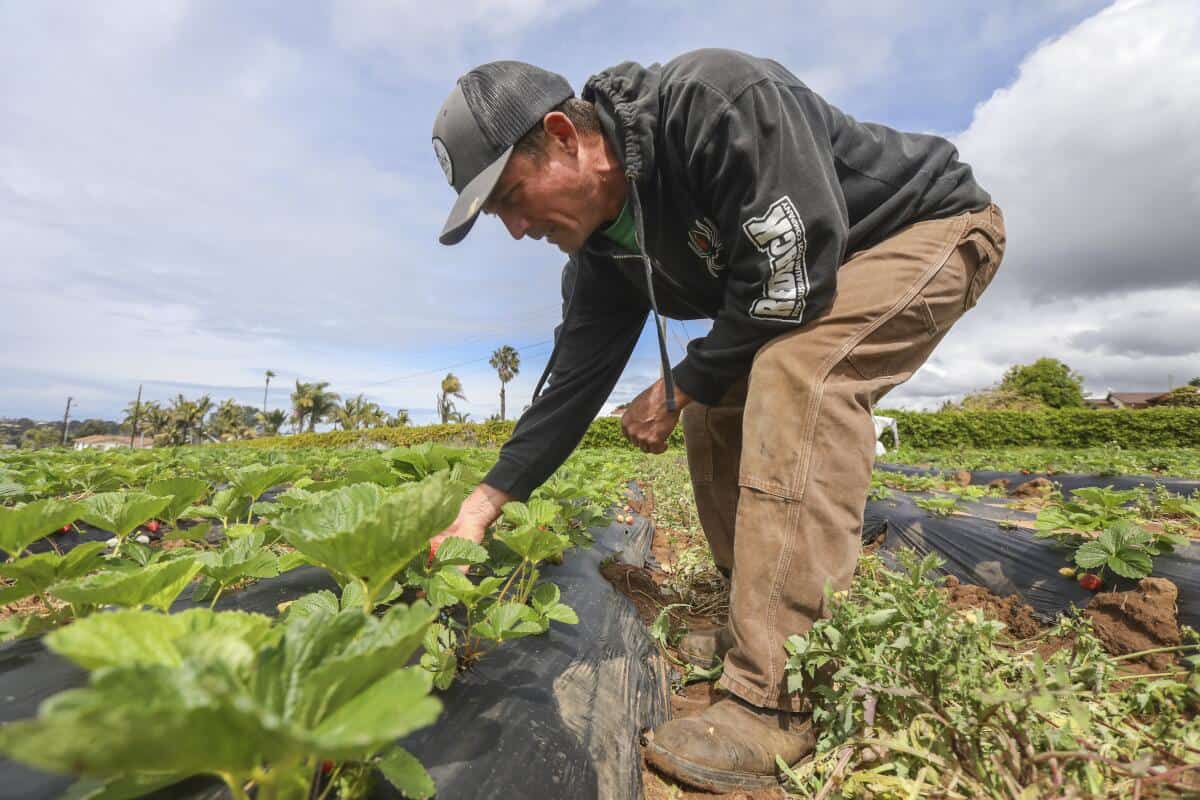 Family Farm Stays in Oceanside California