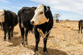 Family Farm Stays in Odessa Texas