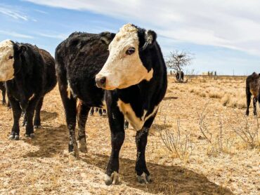 Family Farm Stays in Odessa Texas