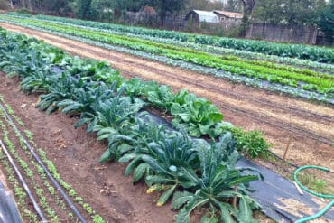 Family Farm Stays in Round Rock Texas