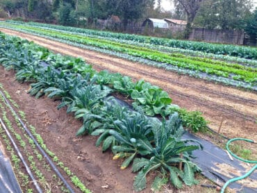 Family Farm Stays in Round Rock Texas