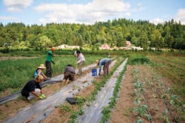 Family Farm Stays in Sammamish Washington