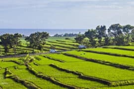 Family Farm Stays in Sengkang