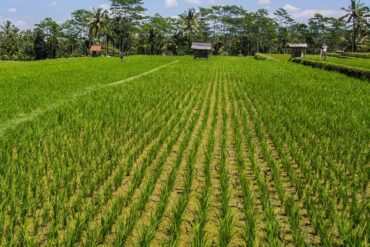 Family Farm Stays in Singpore