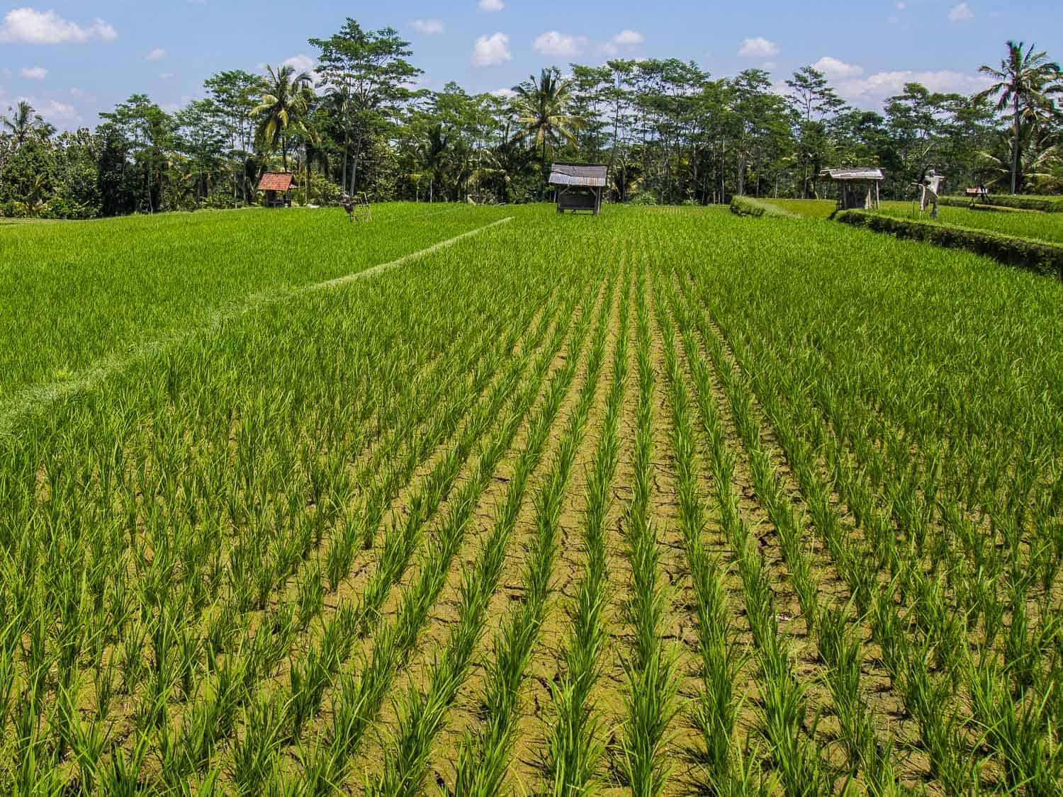 Family Farm Stays in Singpore