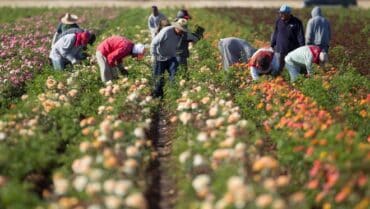 Family Farm Stays in Surprise Arizona