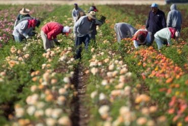 Family Farm Stays in Surprise Arizona