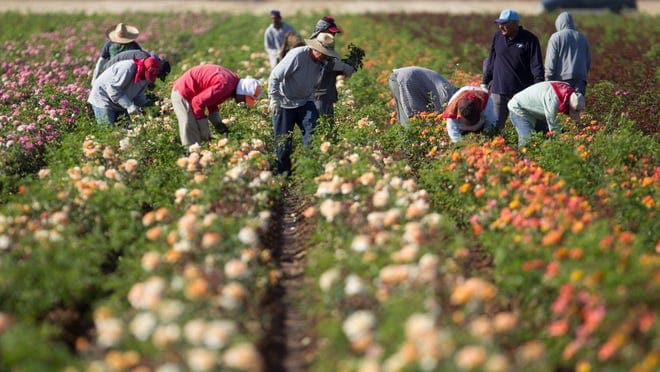 Family Farm Stays in Surprise Arizona