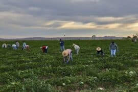 Family Farm Stays in Yuma Arizona