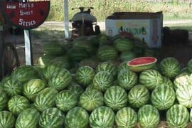 Farmers Markets in Albany Georgia