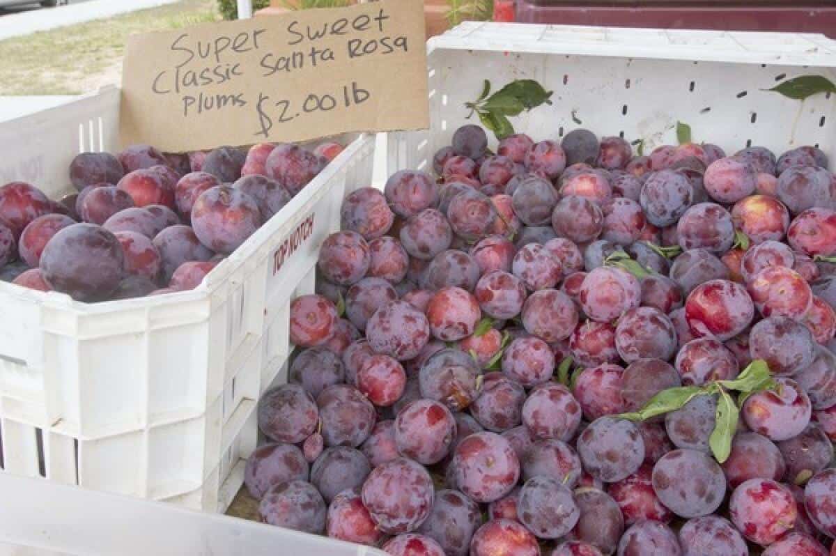 Farmers Markets in Hawthorne California