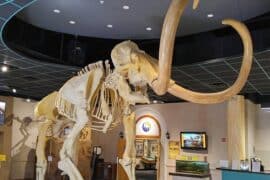 Free Attractions for Little Kids in Mesa Arizona