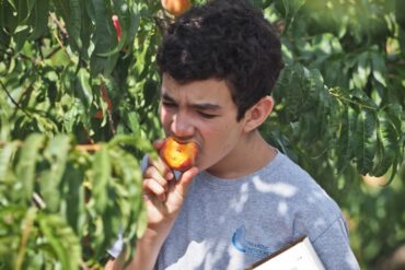 Fruit Picking for Kids in Abilene Texas