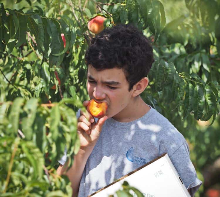 Fruit Picking for Kids in Abilene Texas