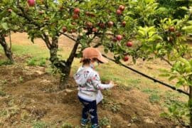 Fruit Picking for Kids in Alameda California