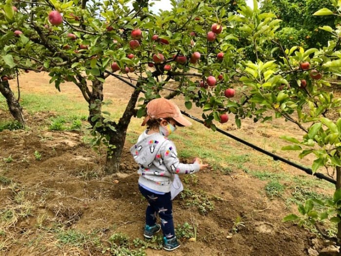 Fruit Picking for Kids in Alameda California