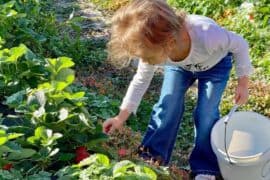 Fruit Picking for Kids in Amarillo Texas