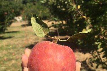 Fruit Picking for Kids in Anaheim California