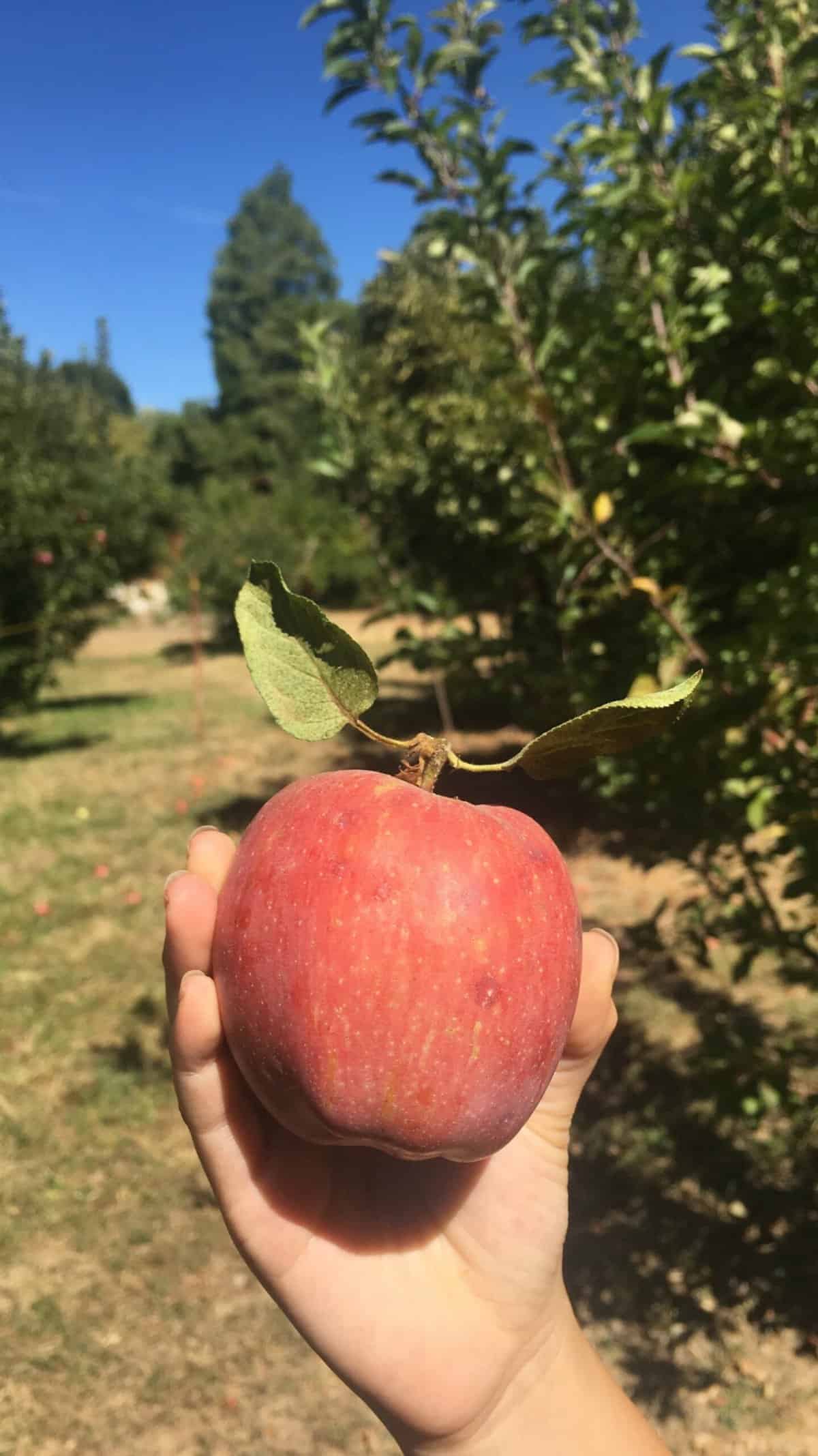 Fruit Picking for Kids in Anaheim California