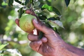 Fruit Picking for Kids in Apple Valley California