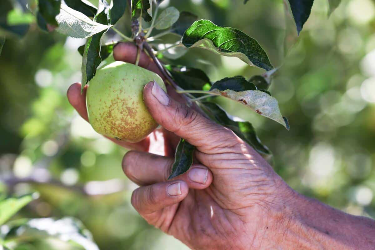 Fruit Picking for Kids in Apple Valley  California