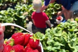 Fruit Picking for Kids in Auburn Washington