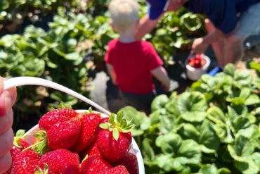 Fruit Picking for Kids in Auburn Washington