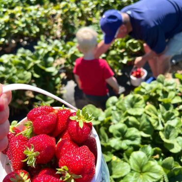 Fruit Picking for Kids in Auburn Washington