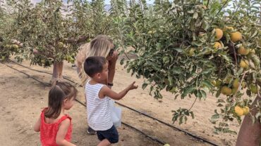 Fruit Picking for Kids in Bakersfield California