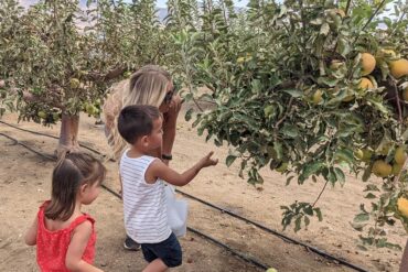 Fruit Picking for Kids in Bakersfield California