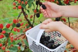 Fruit Picking for Kids in Baytown Texas