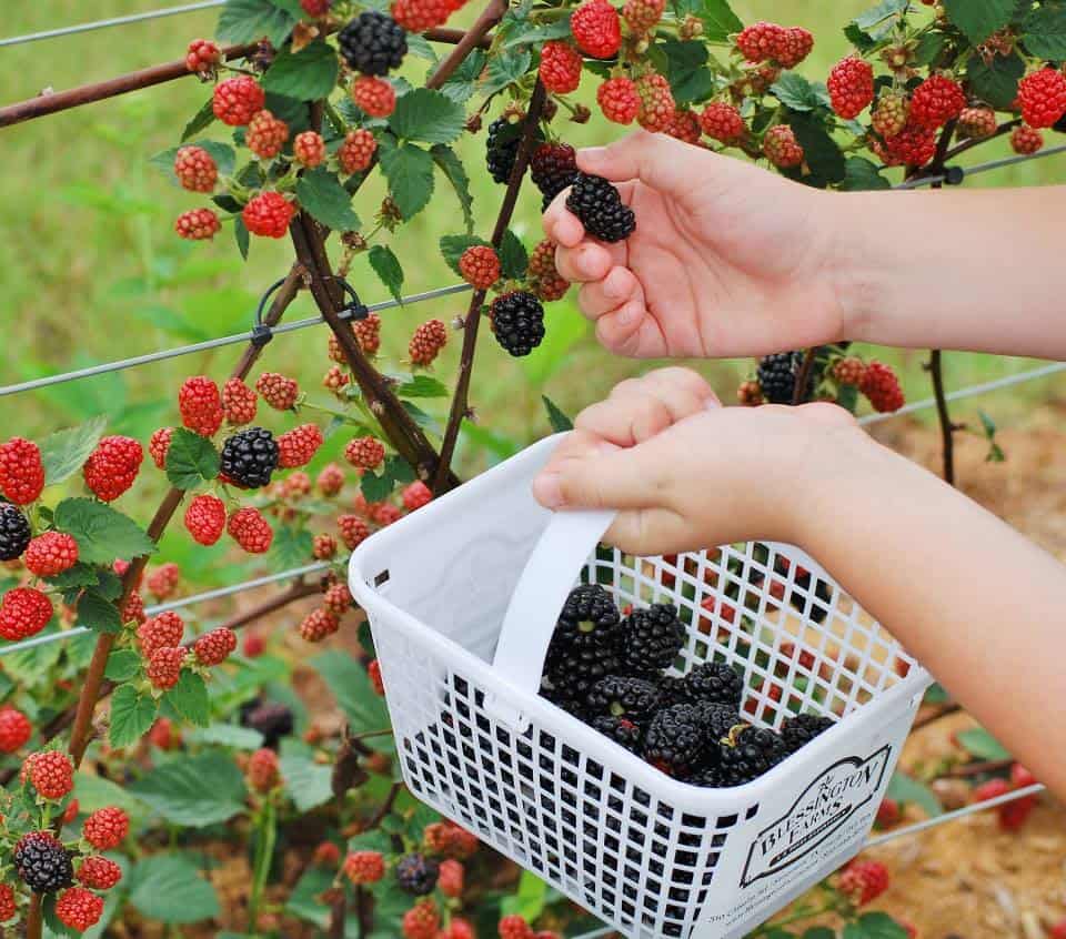 Fruit Picking for Kids in Baytown Texas