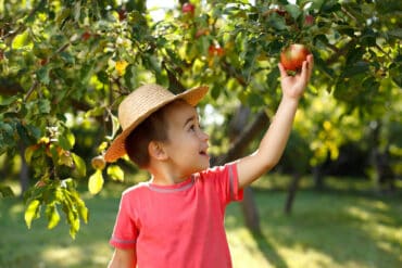 Fruit Picking for Kids in Bellevue Washington