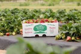 Fruit Picking for Kids in Carrollton Texas