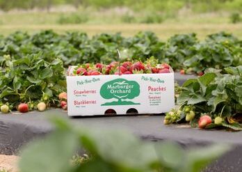 Fruit Picking for Kids in Carrollton Texas