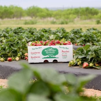 Fruit Picking for Kids in Carrollton Texas