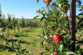 Fruit Picking for Kids in Central and Western Hong Kong Island