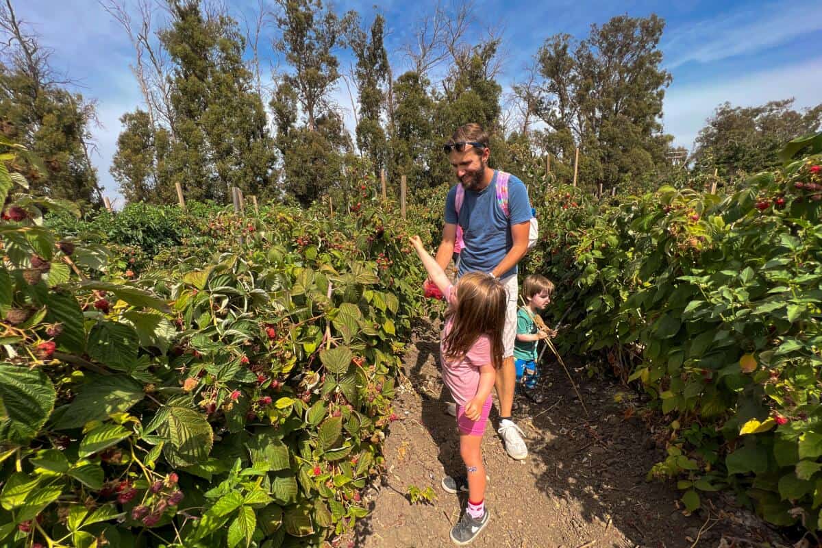 Fruit Picking for Kids in Compton California