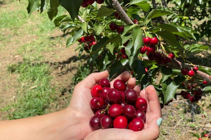 Fruit Picking for Kids in Concord California