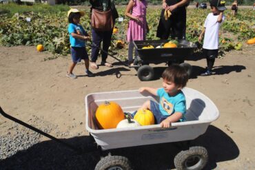 Fruit Picking for Kids in Corona California