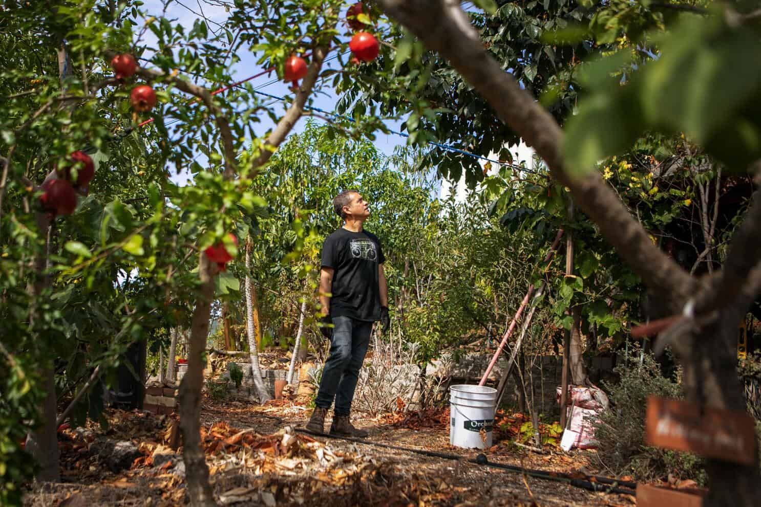 Fruit Picking for Kids in East Los Angeles California