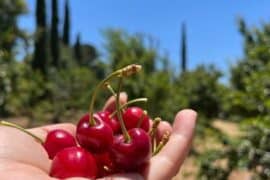 Fruit Picking for Kids in Eastvale California