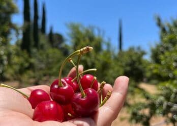 Fruit Picking for Kids in Eastvale California