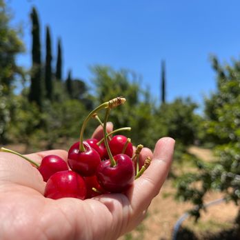 Fruit Picking for Kids in Eastvale California