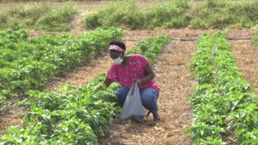 Fruit Picking for Kids in Edinburg Texas