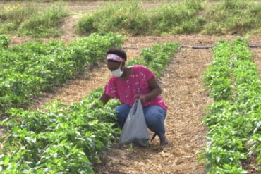 Fruit Picking for Kids in Edinburg Texas